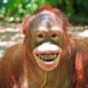 Meet your Posher, Analea